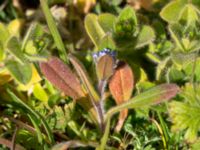 Myosotis ramosissima Väderögatan, Malmö, Skåne, Sweden 20190417_0097