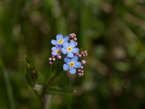 Myosotis scorpioides - Water Forget-me-not - Äkta förgätmigej