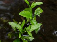 Myosotis scorpioides Dalabadet, Trelleborg, Skåne, Sweden 20150628_0098