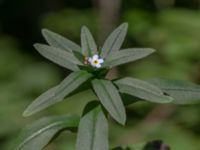 Myosotis scorpioides Damm 180 m SE Tormesgården, Tormesgård, Hässleholm, Skåne, Sweden 20180727_0020