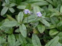 Myosotis scorpioides Elinelundsparken, Malmö, Skåne, Sweden 20211018_0002