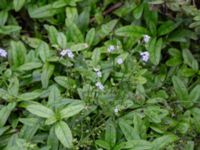 Myosotis scorpioides Elinelundsparken, Malmö, Skåne, Sweden 20211018_0003