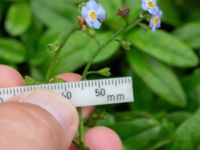 Myosotis scorpioides Elinelundsparken, Malmö, Skåne, Sweden 20211018_0006