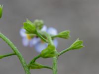 Myosotis scorpioides Elinelundsparken, Malmö, Skåne, Sweden 20211018_0008