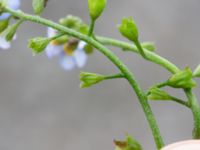 Myosotis scorpioides Elinelundsparken, Malmö, Skåne, Sweden 20211018_0009