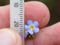 Myosotis scorpioides Elinelundsparken, Malmö, Skåne, Sweden 20211018_0010