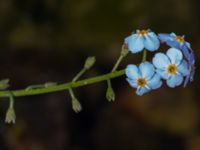 Myosotis scorpioides Hyllie vattenrike, Malmö, Skåne, Sweden 20210704_0084