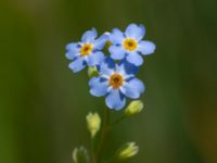 Myosotis scorpioides ssp. scorpioides Toarpsdammen, Malmö, Skåne, Sweden 20190621_0194