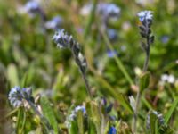 Myosotis stricta Risen, Genarp, Lund, Skåne, Sweden 20140427_0052