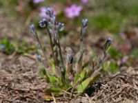 Myosotis stricta Segemölla, Malmö, Skåne, Sweden 20190512_0042