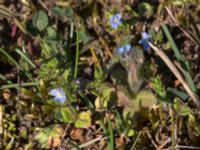 Veronica arvensis et Myosotis stricta Lyngsjö hed, Kristianstad, Skåne, Sweden 20160508_0067