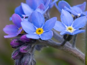 Myosotis sylvatica - Wood Forget-me-not - Skogsförgätmigej