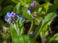 Myosotis sylvatica Ödetomterna, Bunkeflo strandängar, Malmö, Skåne, Sweden 20170430_0108