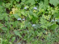 Myosotis sylvatica Borgarparken, Lund, Skåne, Sweden 20180517_0021