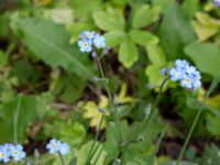 Myosotis sylvatica Borgarparken, Lund, Skåne, Sweden 20180517_0022