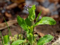 Myosotis sylvatica Porrarp, Hässleholm, Skåne, Sweden 20190504_0095