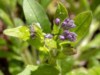 Myosotis sylvatica Porrarp, Hässleholm, Skåne, Sweden 20190504_0096