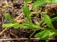 Myosotis sylvatica Porrarp, Hässleholm, Skåne, Sweden 20190504_0097