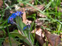 Myosotis sylvatica Saltsjöbadsvägen, Ystad, Skåne, Sweden 20170506_0006