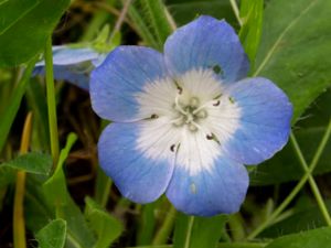 Nemophila menziesii - Baby Blue Eyes - Prins Gustafs öga