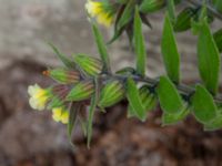 Nonea lutea Botaniska trädgården, Lund, Skåne, Sweden 20190510_0002