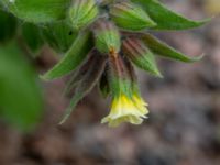 Nonea lutea Botaniska trädgården, Lund, Skåne, Sweden 20190510_0003