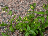 Nonea lutea Botaniska trädgården, Lund, Skåne, Sweden 20190510_0013