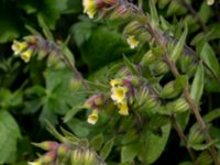 Nonea lutea Botaniska trädgården, Lund, Skåne, Sweden 20190510_0017