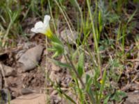 Nonea setosa Valley 1.1 km WSW Dalis Reservoir Tower, Chachuna, Kakheti, Georgia 20180427_3189