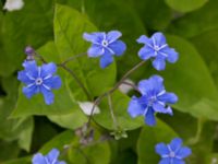 Omphalodes verna Nöbbelöv, Lund, Skåne, Sweden 20170515_0009