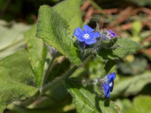 Pentaglottis sempervirens - Green Alkanet - Hästtunga