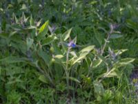 Pentaglottis sempervirens Hällevik, Simrishamn, Skåne, Sweden 20170506_0177