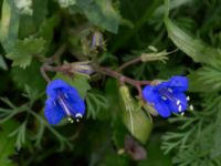 Phacelia campanularia Monumentparken, Lund, Skåne, Sweden 20190917_0047