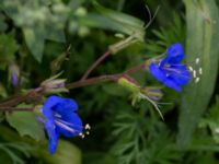 Phacelia campanularia Monumentparken, Lund, Skåne, Sweden 20190917_0048