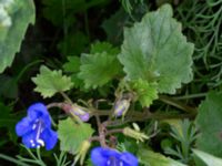 Phacelia campanularia Monumentparken, Lund, Skåne, Sweden 20190917_0049