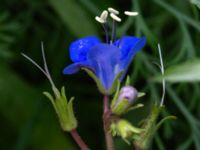 Phacelia campanularia Monumentparken, Lund, Skåne, Sweden 20190917_0050