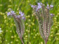 Phacelia tanacetifolia Husie mosse, Malmö, Skåne, Sweden 20150719_0027