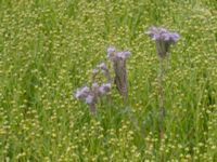 Phacelia tanacetifolia Husie mosse, Malmö, Skåne, Sweden 20150719_0029