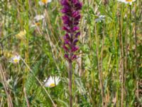 Pontechium maculatum Vanningen, Vellinge, Skåne, Sweden 20230610_0046