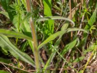 Pontechium maculatum Vanningen, Vellinge, Skåne, Sweden 20230610_0051