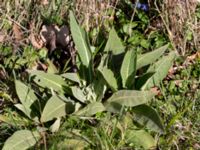 Pulmonaria affinis Dragongränd 13, Färjestaden, Mörbylånga, Öland, Sweden 20160409_0161