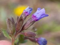 Pulmonaria affinis Ulricedal, Malmö, Skåne, Sweden 20210502_0061