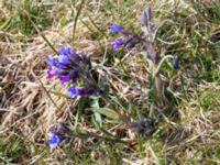 Pulmonaria angustifolia Kungsmarken, Lund, Skåne, Sweden 20150422_0022