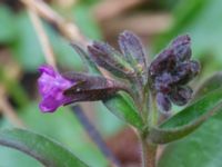 Pulmonaria mollis Långstorp, Höör, Skåne, Sweden 20170401_0027