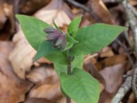 Pulmonaria mollis Långstorp, Höör, Skåne, Sweden 20170405_0199