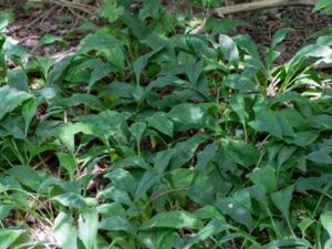 Pulmonaria montana - Berglungört