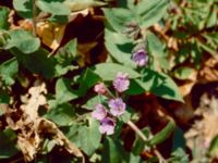 Pulmonaria obscura Alnarp, Lomma, Skåne, Sweden 199104