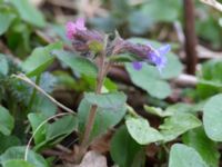 Pulmonaria obscura Alunbruket, Andrarum, Tomelilla, Skåne, Sweden 20170402_0023