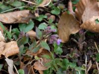 Pulmonaria obscura Fylan, Ystad, Skåne, Sweden 20150402_0104