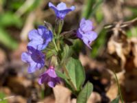 Pulmonaria obscura Lenstads naturrervat, Mörbylånga, Öland, Sweden 20160409_0145